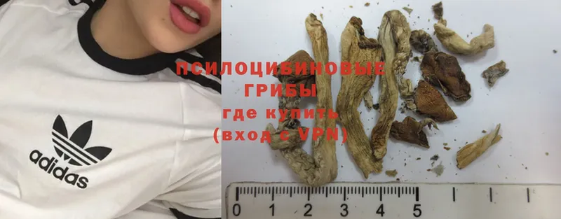 Галлюциногенные грибы Psilocybe  сайты даркнета клад  Ряжск  ОМГ ОМГ как зайти 